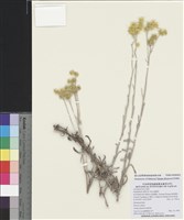 藏品(鼠麴草)的圖片